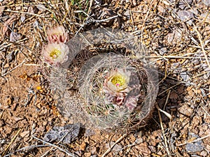 Chihuahuan Pinapple Cactus