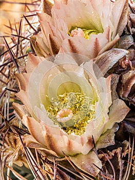 Chihuahuan Pineapple Cactus Flowers