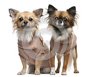 Chihuahuas, 2 years old, dressed up