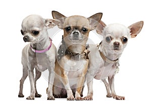 Chihuahuas, 2 years old, standing photo