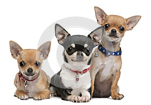 Chihuahuas, 3 years old, 2 years old, 3 months photo