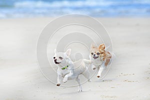 chihuahuas and beach