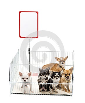 Chihuahuas in cage with white board