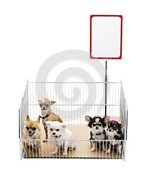 Chihuahuas in cage with white board