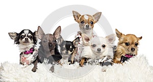 Chihuahuas dressed and lying photo