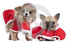 Chihuahuas dressed in Santa outfits photo