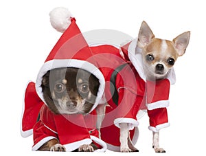 Chihuahuas dressed in Santa outfits photo
