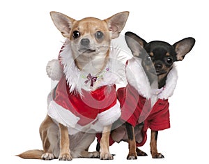 Chihuahuas dressed in Santa outfits photo