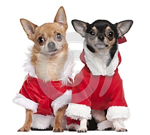 Chihuahuas dressed in Santa outfits