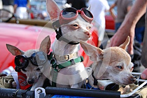 Chihuahuas Enjoy Woodward Dream Cruise