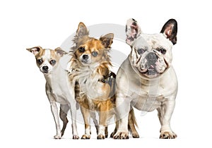 Chihuahuas and French bulldog standing against white background