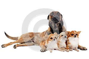 Chihuahuas and malinois