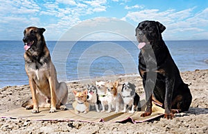 chihuahuas, malinois , rottweiller and beach