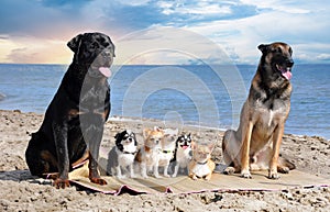 chihuahuas, malinois , rottweiller and beach