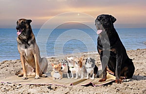 chihuahuas, malinois , rottweiller and beach
