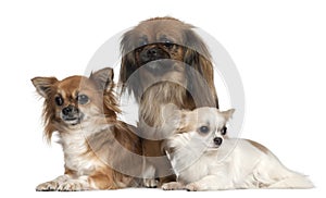 Chihuahuas and Pekingese, 1, 2, and 2 and a half photo