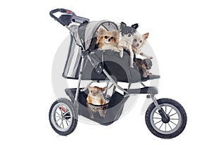 Chihuahuas in pushchair