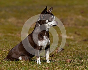 Chihuahuas seated on a lawn