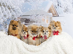 Chihuahuas, Spitz and Pomeranians sitting in winter scene wearing bow ties, portrait