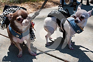 Chihuahuas Wear Identical Costumes At Dog Fashion Show