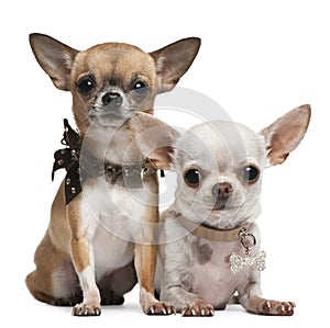Chihuahuas, 2 years old