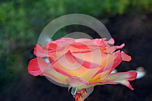 Chihuly Yellow Pink Rose Flower 03