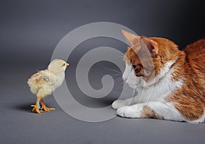 Chik and cat