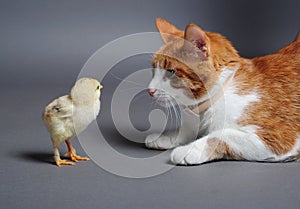 Chik and cat