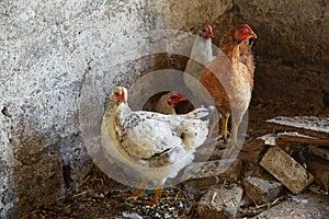 Chiken in the chicken coop among briks.