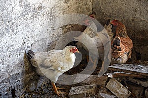 Chiken in the chicken coop among briks.