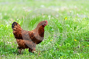 Chiken close up on the farm