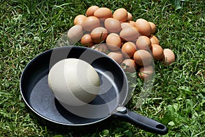 Chiken eggs and ostrich egg on pan