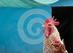 Chiken family portrait rooster and his wife