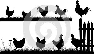 Chiken, hen, rooster - silhouettes