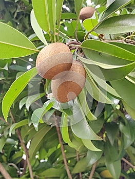 Chikoo sapota fruit