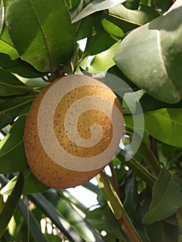 Chiku Fruit With Leaves