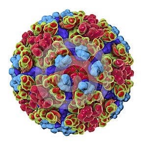 Chikungunya virus illustration