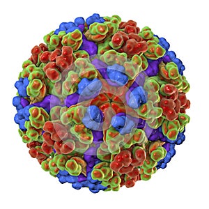 Chikungunya virus illustration