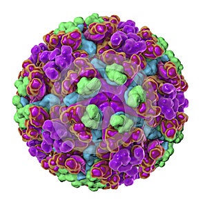 Chikungunya virus illustration