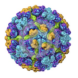 Chikungunya virus illustration