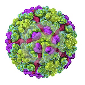 Chikungunya virus illustration