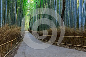 Chikurin-no-Michi at Arashiyama in Kyoto