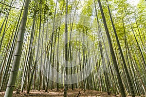 Chikurin no Michi Bamboo Grove in Arashiyama in Kyoto, Japan photo