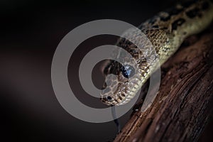 Cuban tree boa. Chilabothrus angulifer is a boid species found in Cuba and on some nearby islands photo
