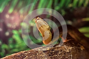 Chilabothrus angulifer or Cuban boa crawls on tree branch close photo