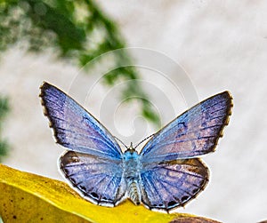 A chilades Lajus butterfly sitting on a leaf