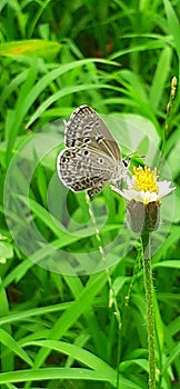 Chilades Lajus Butterfly on Tridax Daisy Flower