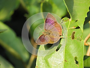 Chilades lajus small butterfly in rest