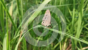 Chilades lycaenidae butterfly resting the blade of grass