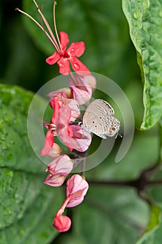 Chilades Pandava butterfly